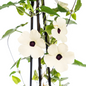 4x Thunbergia Alata Sunny Susy White Ø13 cm - ↕60 cm