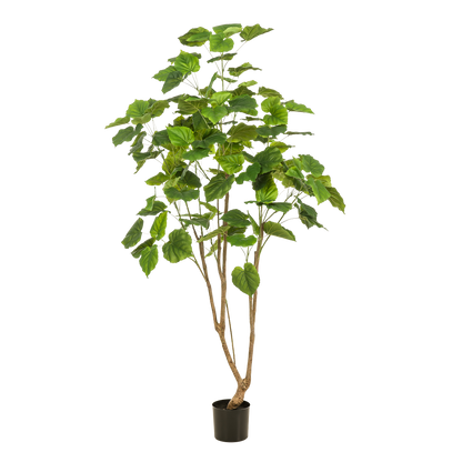 Kunstplant - Ficus umbellate - Afrikaanse vijg - 180cm