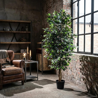 ARTIFICIAL Ficus Benjamina - 180cm
