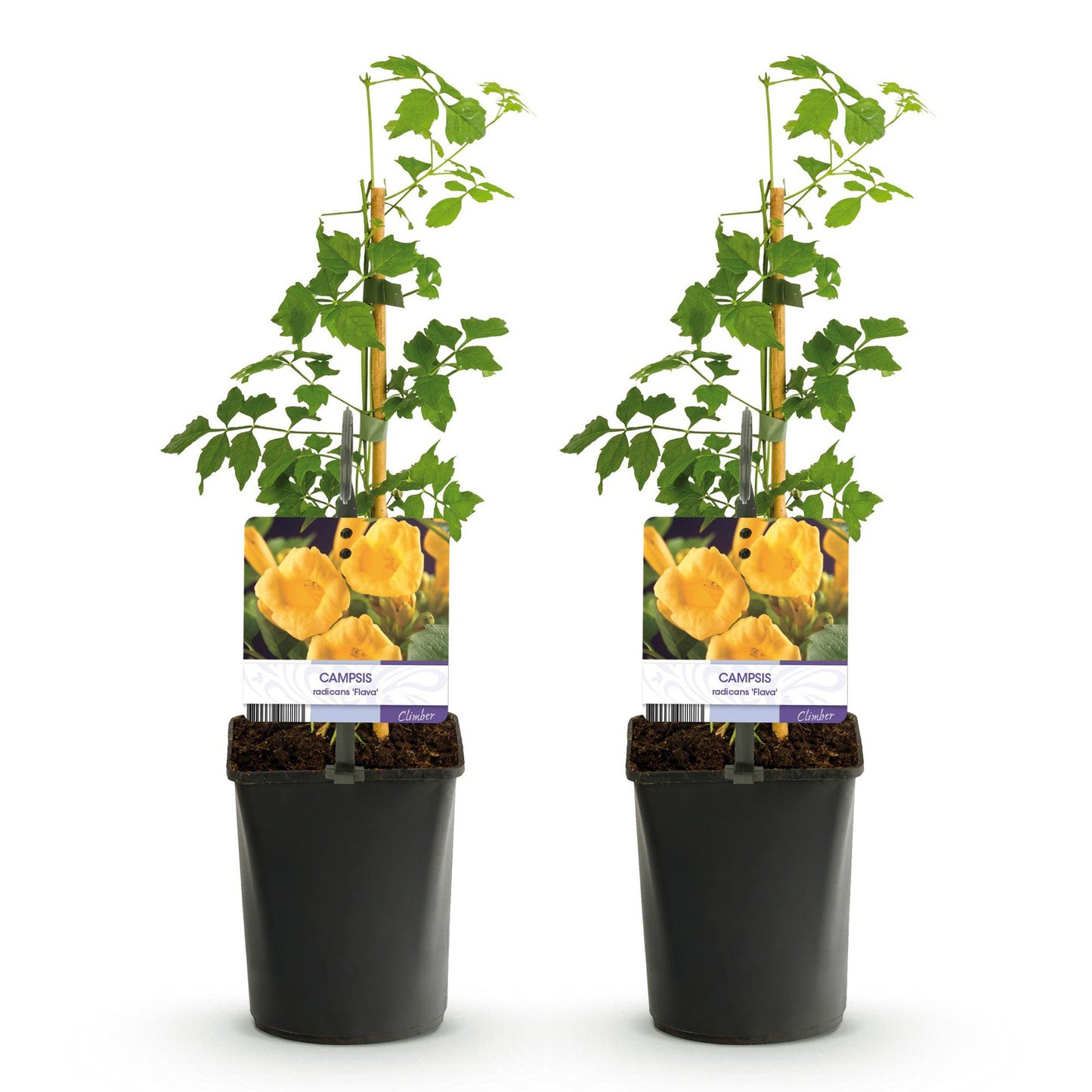 Green boutiQ - Trompetbloem - Campsis radicans Flave - Bloem Geel - Weinig onderhoud - 2 planten - Pot 11cm Hoogte 40cm