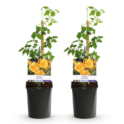 Green boutiQ - Trompetbloem - Campsis radicans Flave - Bloem Geel - Weinig onderhoud - 2 planten - Pot 11cm Hoogte 40cm