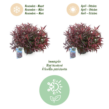 Green boutiQ - Tuinplant - Leucothoe Burning Love - Rood - 2 Planten - Groenblijvend - Weinig Onderhoud - Pot 17cm Hoogte 45cm