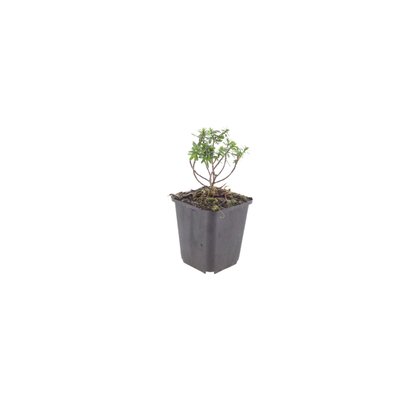 12x Iberis semp. 'Schneeflocke' - ↕10-25cm - Ø9cm