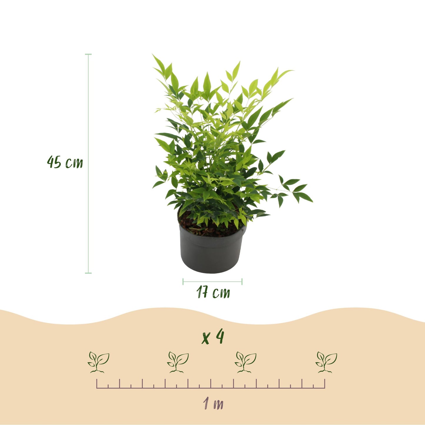 Green boutiQ - Tuinplant - Nandina Lemon & Lime - Geel - 1 Plant - Groenblijvend - Weinig Onderhoud - Pot 17cm Hoogte 45cm
