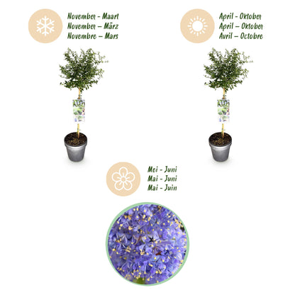 Green boutiQ - Plant op Stam - Ceanothus thyrsiflorus Repens - Terras Plant - Bladhoudend - Winterhard - Paarse Bloem - Pot 19cm Hoogte 90cm