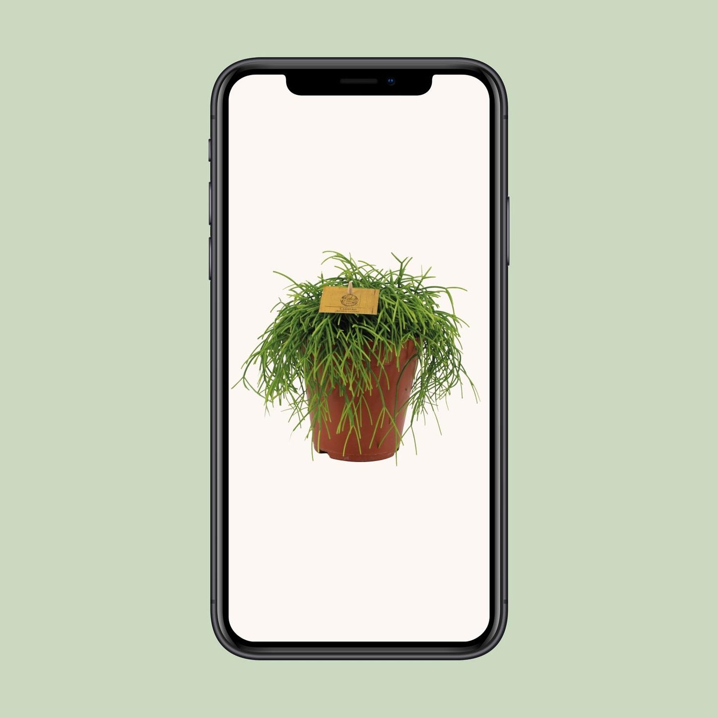 Rhipsalis Cashero - Ø15cm - ↕25cm