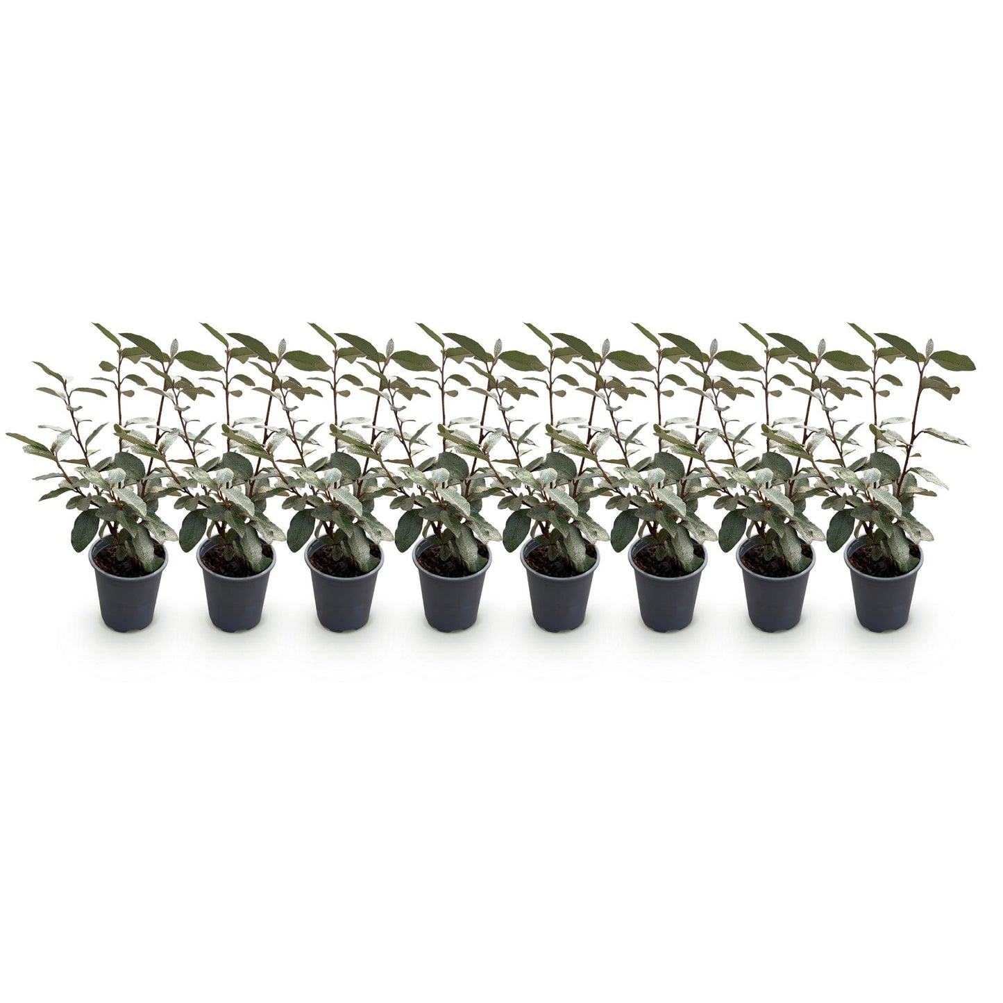 Green boutiQ - Haagplanten - Eleagnus ebbingei Compacta - Blad Grijs - 8 Planten - 1 Strekkende Meter - Groenblijvend - Pot 9cm Hoogte 30-35cm