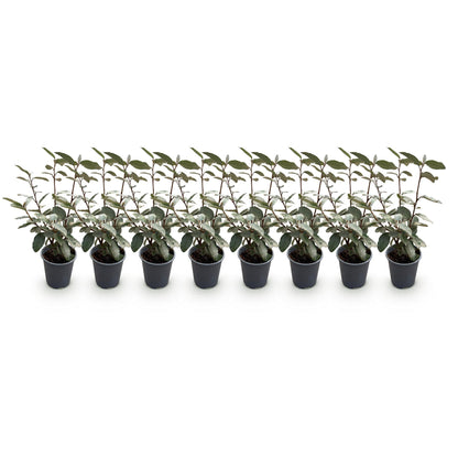 Green boutiQ - Haagplanten - Eleagnus ebbingei Compacta - Blad Grijs - 8 Planten - 1 Strekkende Meter - Groenblijvend - Pot 9cm Hoogte 30-35cm