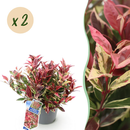 Green boutiQ - Tuinplant - Leucothoe Colour Diamond - Bont - 2 Planten - Groenblijvend - Weinig Onderhoud - Pot 17cm Hoogte 45cm