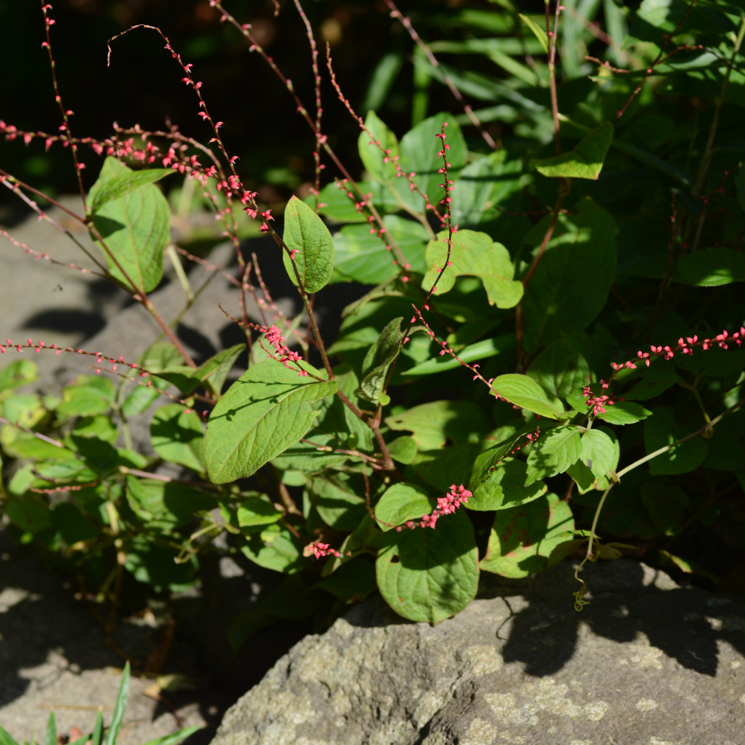 12x Persicaria a. 'Speciosa' - ↕10-25cm - Ø9cm