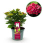 Green boutiQ - Terrasplant - Hortensia - Hydrangea Magical Teusday & Saphire - Rood - 6-10 Bloemen - Pot 23cm Hoogte 55cm