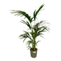 Kentia Palm - 130 cm - Ø24cm