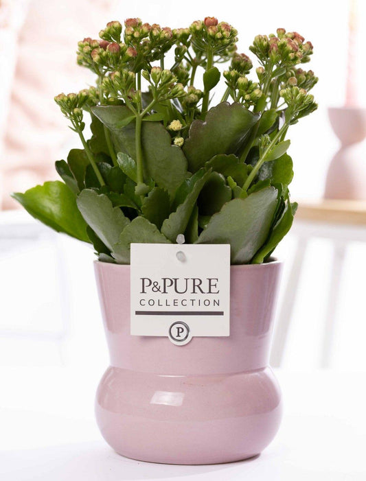 Kalanchoe Pink In P&PURE Plant Vase Maxima Pink - Ø12cm - ↕27cm