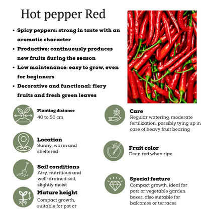 Rode plukgroente mix van 3 planten - Cherry tomaat - Rode snack paprika - Rode hete peper plant - Ø 14 cm - ↨ 45 cm