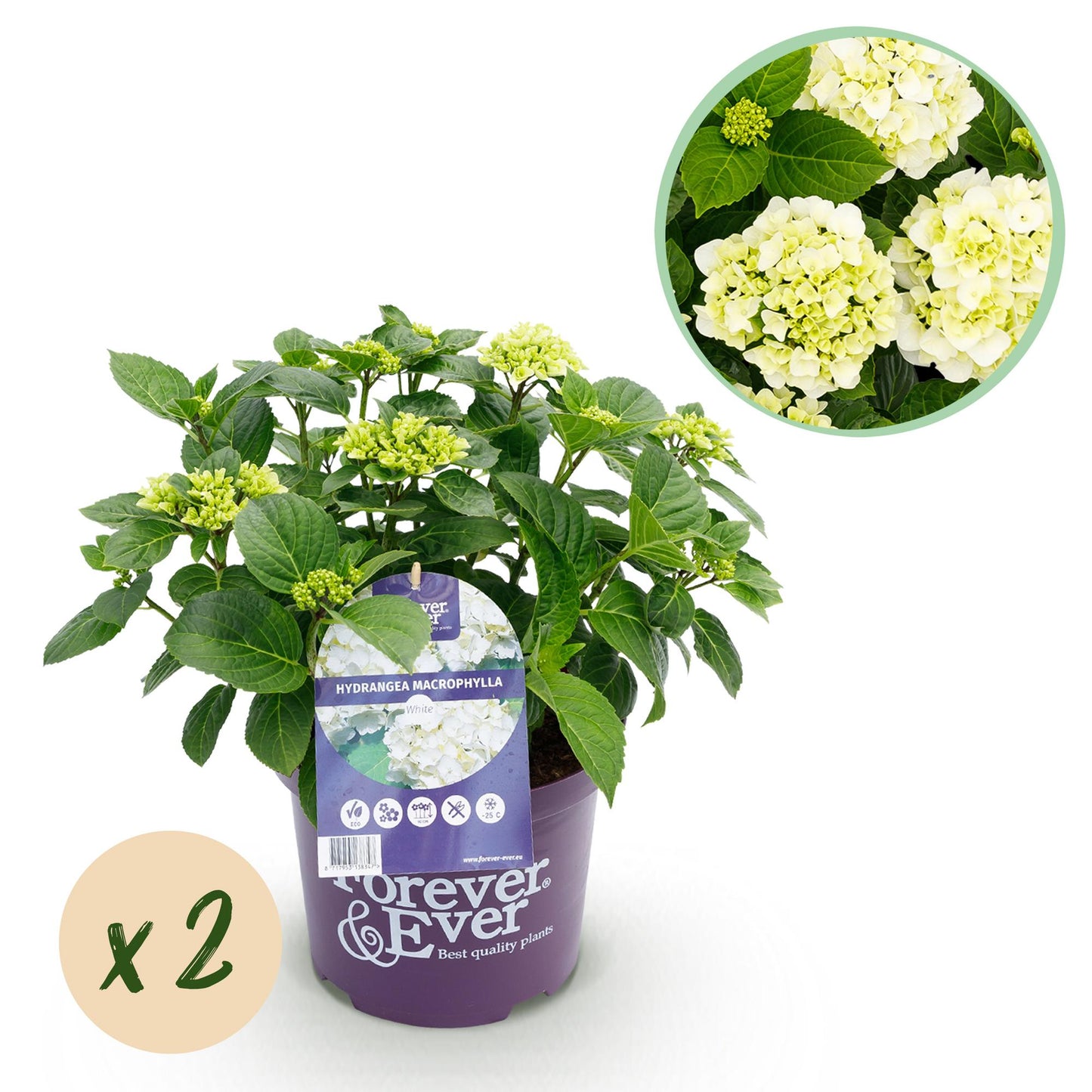 Green boutiQ - Terrasplant - Hortensia - Hydrangea Forever & Ever - Wit - 7-12 Bloemen - 2 Planten - Pot 23cm Hoogte 55cm