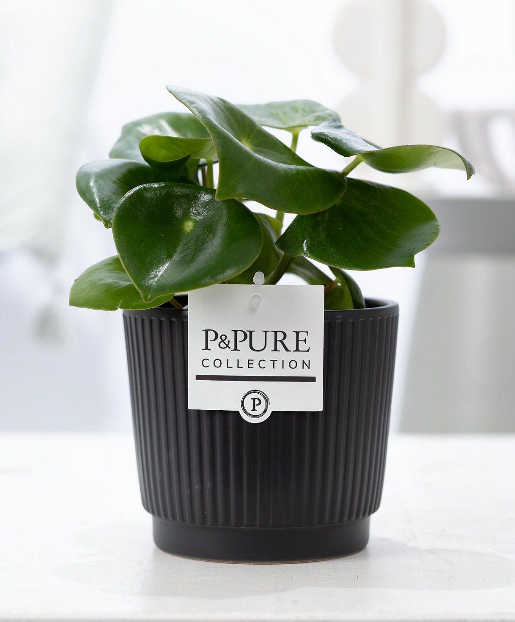 Peperomia Raindrop In P&PURE Liv Ceramics Matt Black - Ø12cm - ↕25cm