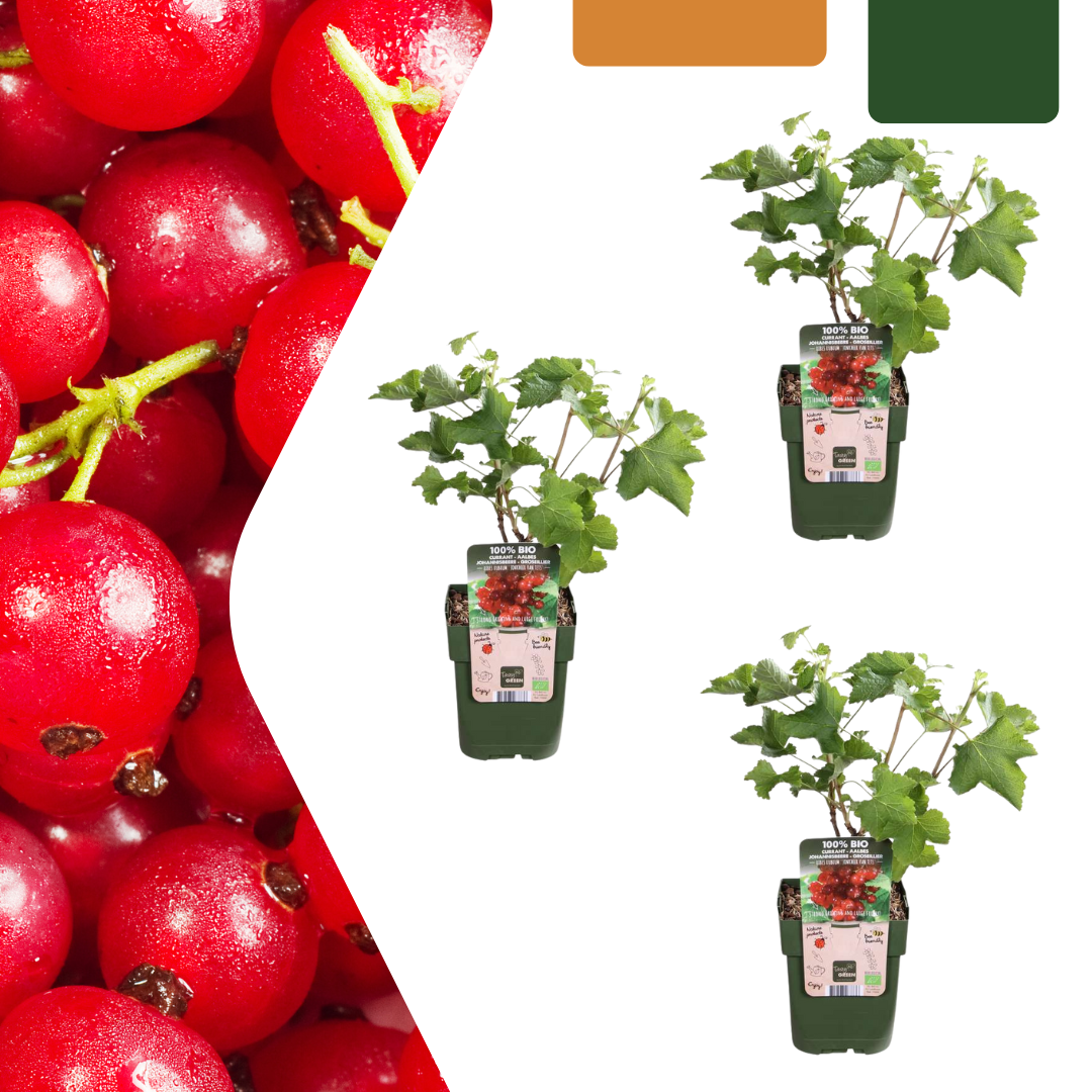3 x Biologische Kruisbessenplanten - Ø 13 cm - ↨ 20 cm