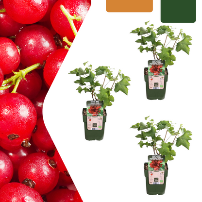 3 x Biologische Kruisbessenplanten - Ø 13 cm - ↨ 20 cm