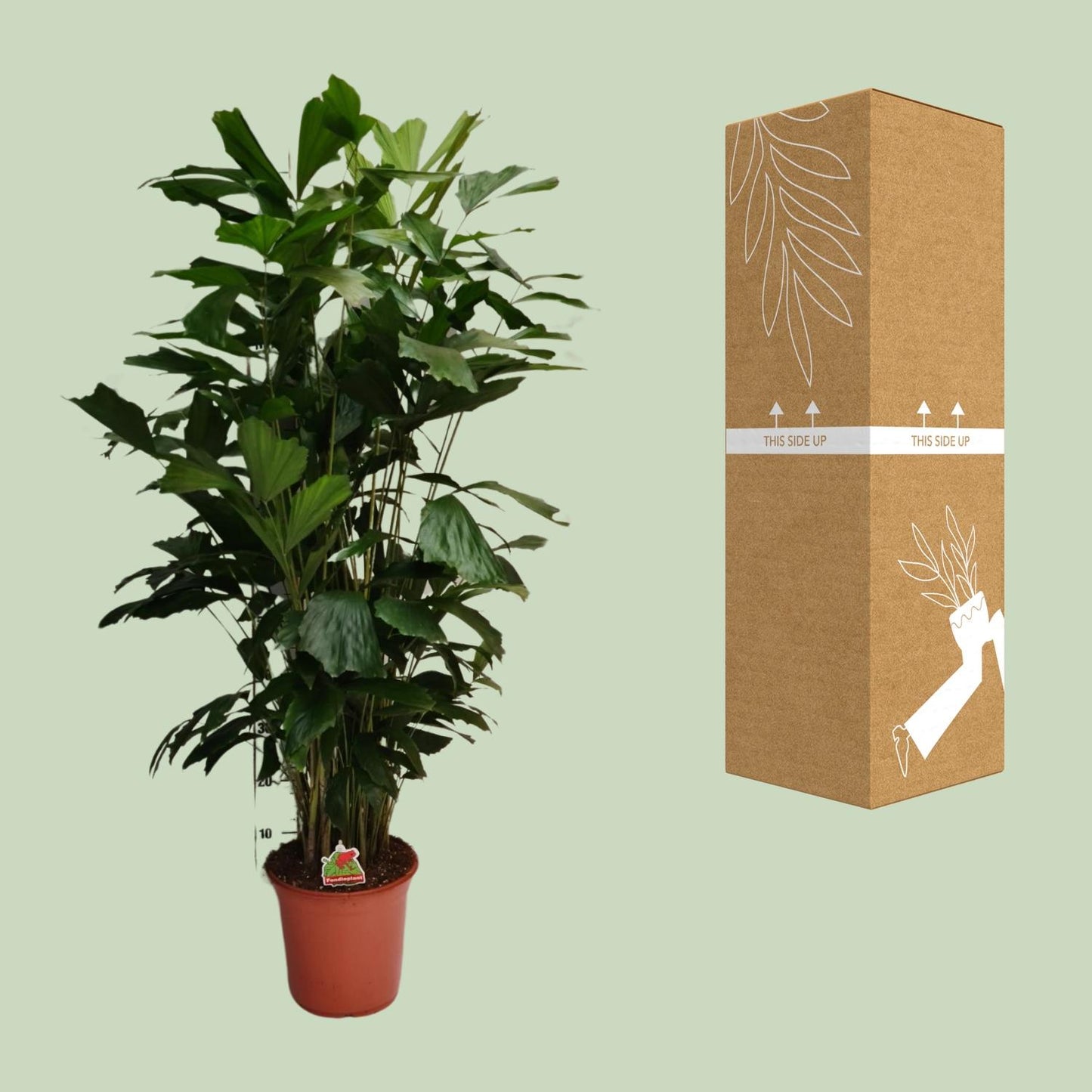 Caryota Mitis - Ø24cm - ↕120cm