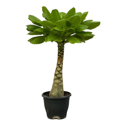 Birghamia Insignis - 25 cm - Ø12cm