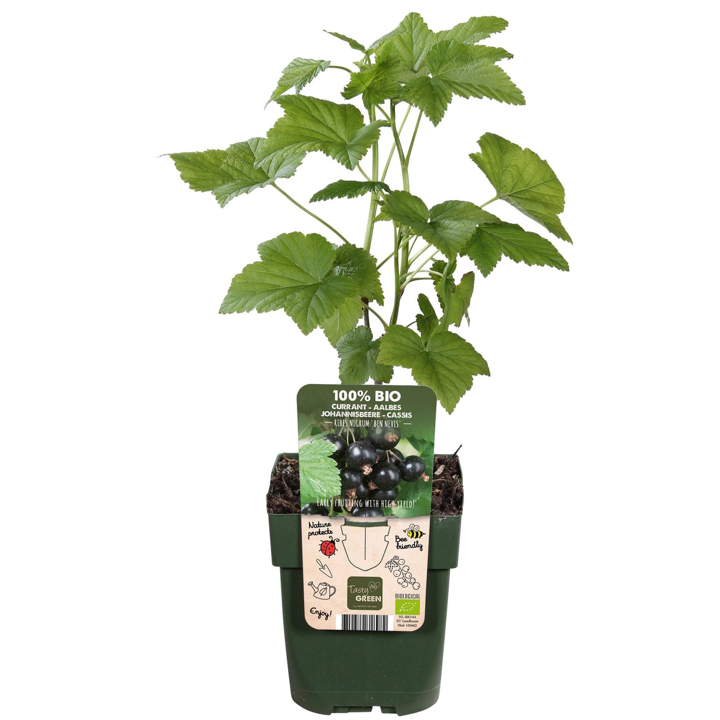 Ribes nigrum 'Ben Nevis' - Zwarte bes - Ø13cm - ↕45cm
