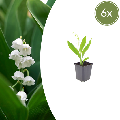 6x Convallaria majalis - ↕10-25cm - Ø9cm