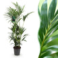 Green boutiQ - Kamerplant - Howea Forsteriana - Kentia Palm - Weinig Onderhoud - Groen - 1 plant - Pot 27cm - Hoogte 160-170cm