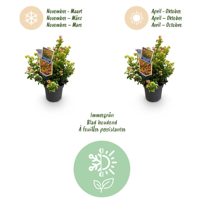 Green boutiQ - Tuinplant - Leucothoe Curly Duo - Geel & Rood - 2 Planten - Groenblijvend - Weinig Onderhoud - Pot 17cm Hoogte 40cm