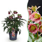 Green boutiQ - Tuinplant - Lenten Rose - Helleborus Dacaya - Roze Bloem - Groenblijvend - Pot 19cm Hoogte 50cm