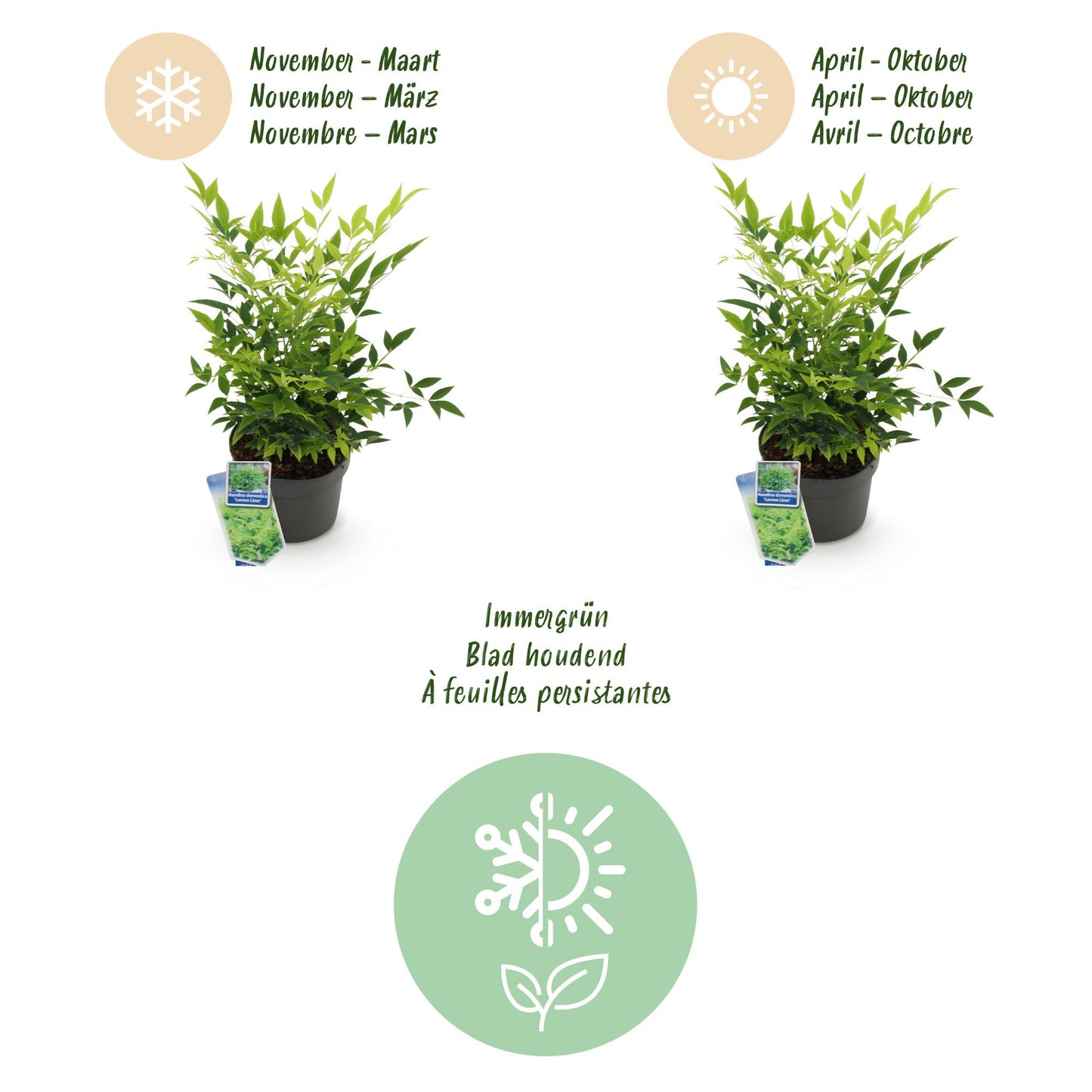 Green boutiQ - Tuinplant - Nandina Duo - Geel & Rood - 2 Planten - Groenblijvend - Weinig Onderhoud - Pot 17cm Hoogte 45cm