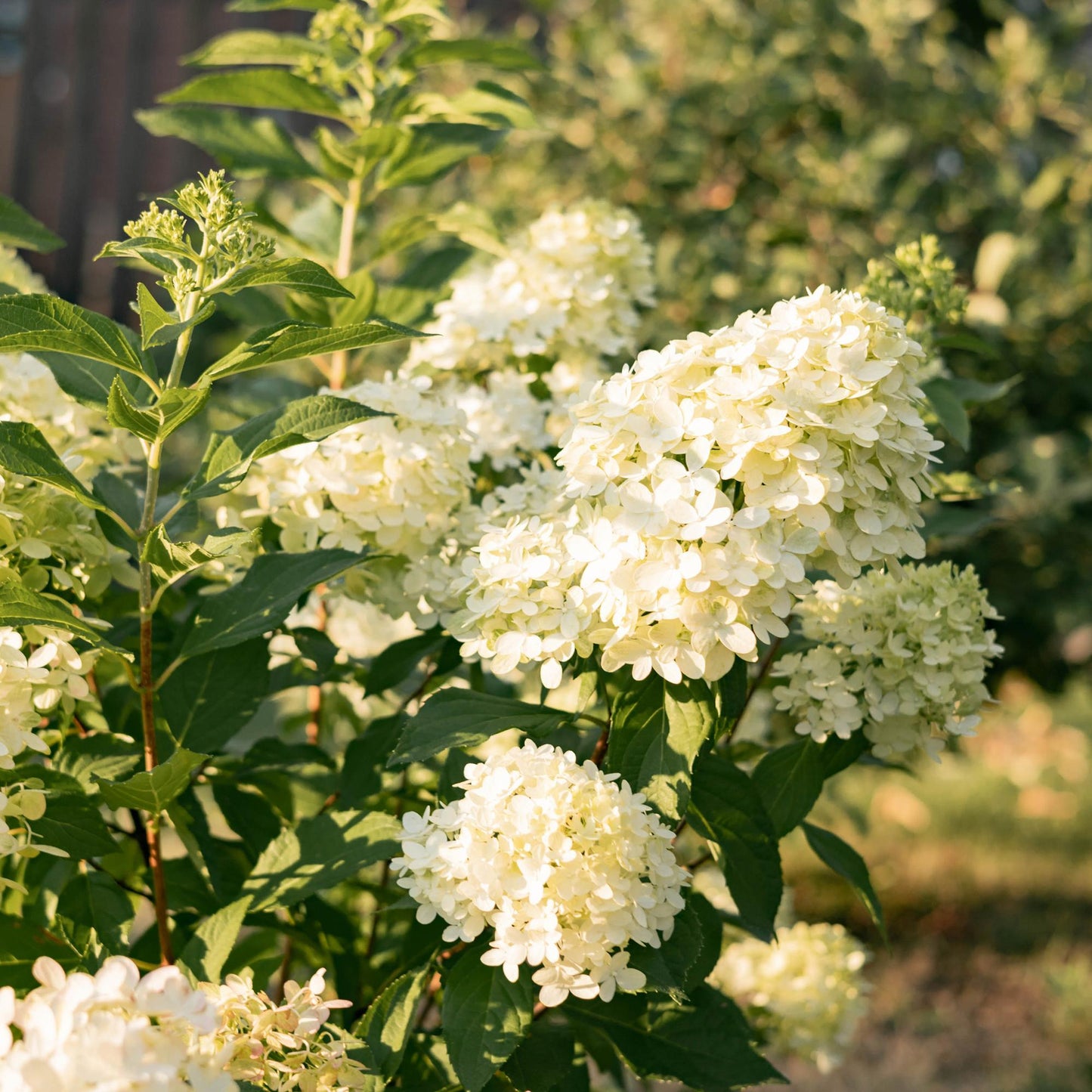 Green boutiQ - Pluim Hortensia - Hydrangea panniculata Limelight - Bloem Creme Wit  - 3 Planten - 1 m2 - Bladverliezend - Grote Bloemen - Pot 17cm Hoogte 50cm