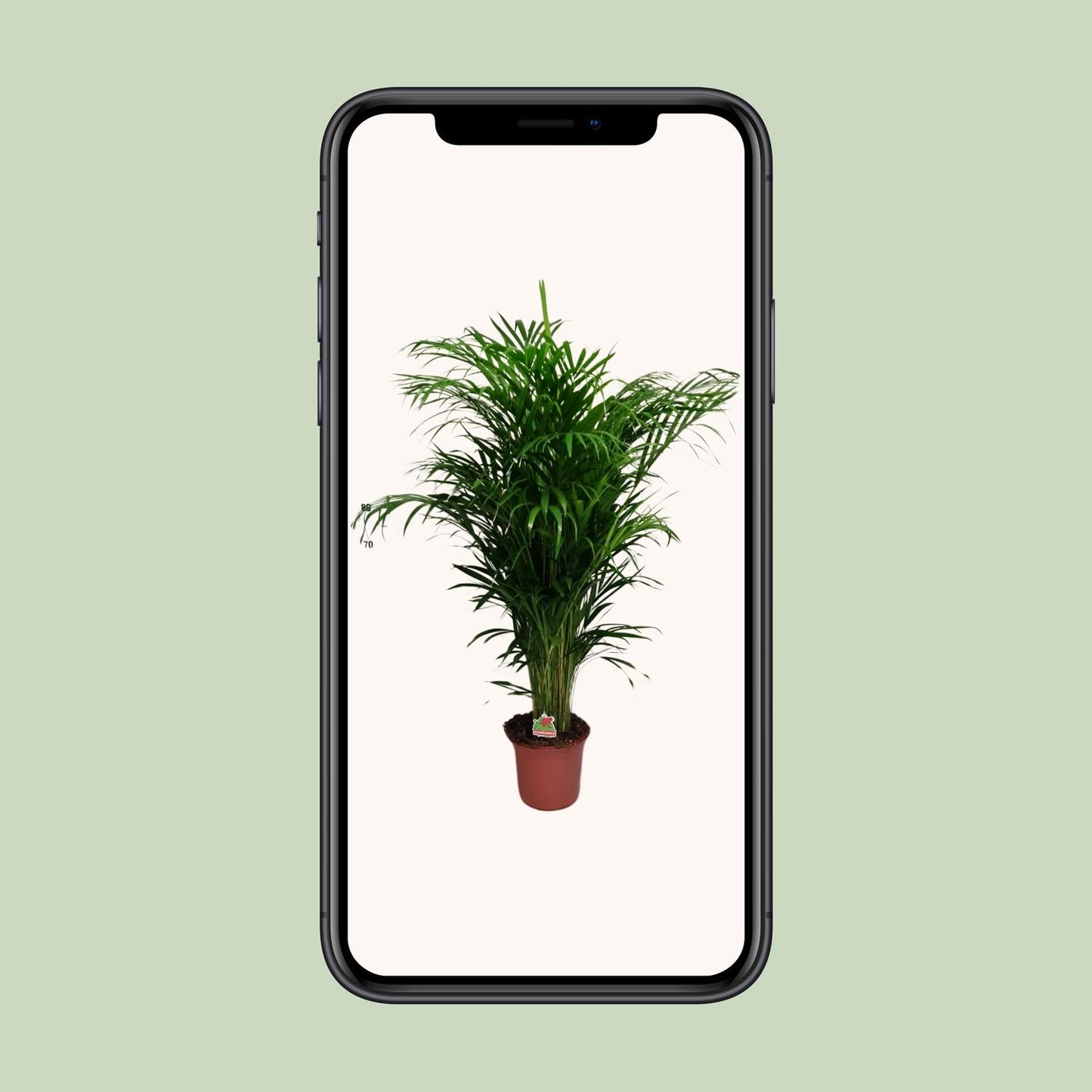 Dypsis Lutescens - Ø24cm - ↕125cm