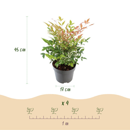 Green boutiQ - Tuinplant - Nandina Twilight - Bont & Roze - 2 Planten - Groenblijvend - Weinig Onderhoud - Pot 17cm Hoogte 45cm