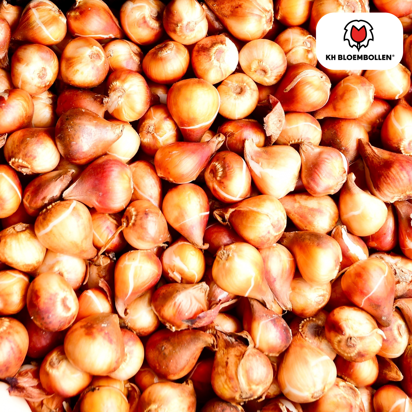 Tulpenbollen Candy Apple Delight – 20 Stuks | KH Bloembollen® | Rood-Witte Tulp – Frisse & Vrolijke Mix – Cadeau voor Tuin of Pot – Maat 11/12 – Vers van de Teler!