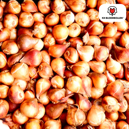 Tulpenbollen Candy Apple Delight – 20 Stuks | KH Bloembollen® | Rood-Witte Tulp – Frisse & Vrolijke Mix – Cadeau voor Tuin of Pot – Maat 11/12 – Vers van de Teler!