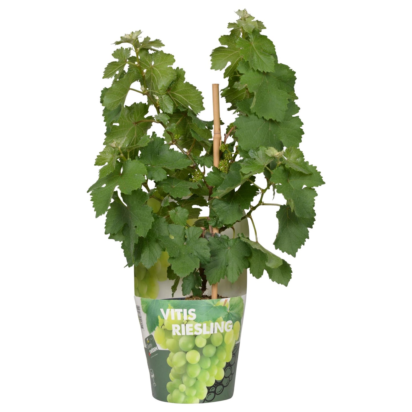 Vitis Pixie Riesling - Witte wijndruif - Ø14cm - ↕30cm - Ø14 - ↨30cm
