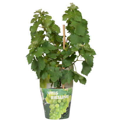 Vitis Pixie Riesling - Witte wijndruif - Ø14cm - ↕30cm - Ø14 - ↨30cm