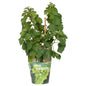Vitis Pixie Riesling - Witte wijndruif - Ø14cm - ↕30cm - Ø14 - ↨30cm