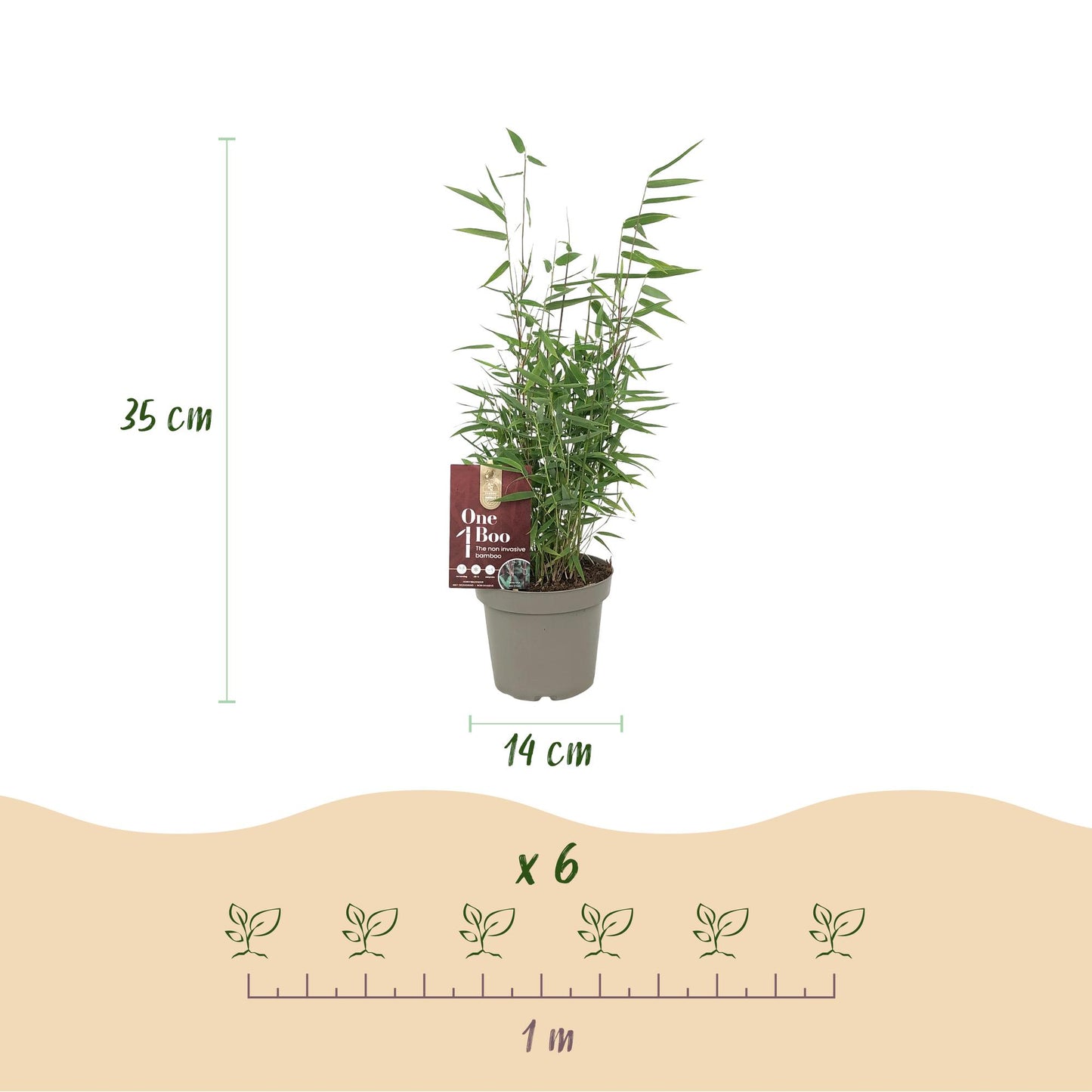 Green boutiQ - Bamboe - Fargesia Red Dragon - Groen - 4 Planten - Bladhoudend - Niet Woekerend- Pot 14cm Hoogte 35cm