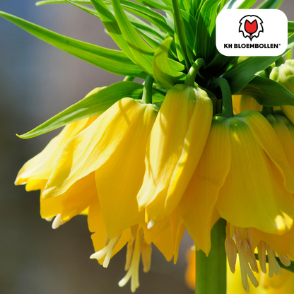 Fritillaria / Keizerskroon Lutea 5 stuks