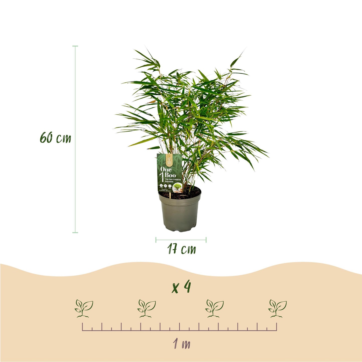 Green boutiQ - Bamboe - Fargesia rufa - Groen - 2 Planten - Bladhoudend - Niet Woekerend- Pot 17cm Hoogte 60cm