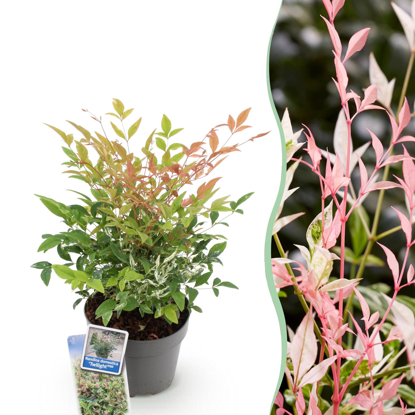 Green boutiQ - Tuinplant - Nandina Twilight - Bont & Roze - 1 Plant - Groenblijvend - Weinig Onderhoud - Pot 17cm Hoogte 45cm