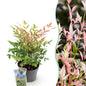 Green boutiQ - Tuinplant - Nandina Twilight - Bont & Roze - 1 Plant - Groenblijvend - Weinig Onderhoud - Pot 17cm Hoogte 45cm