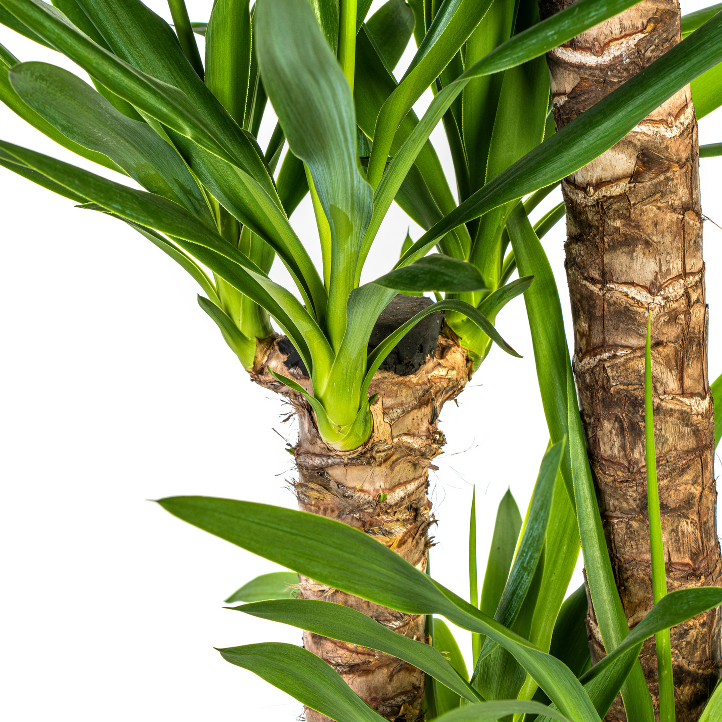Yucca Elephantipes met mand Ø24cm - ↕120 - 140cm