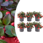 6x Gaultheria procumbens 'Big Berry' | 12 cm Ø | 15-20 cm ↕