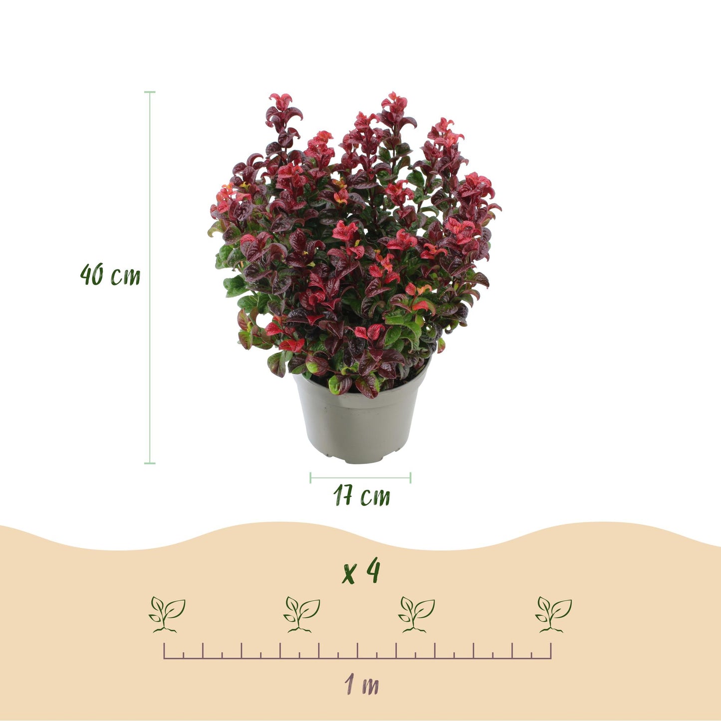 Green boutiQ - Tuinplant - Leucothoe Curly Red - Rood - 2 Planten -  Groenblijvend - Weinig Onderhoud - Pot 17cm Hoogte 40cm