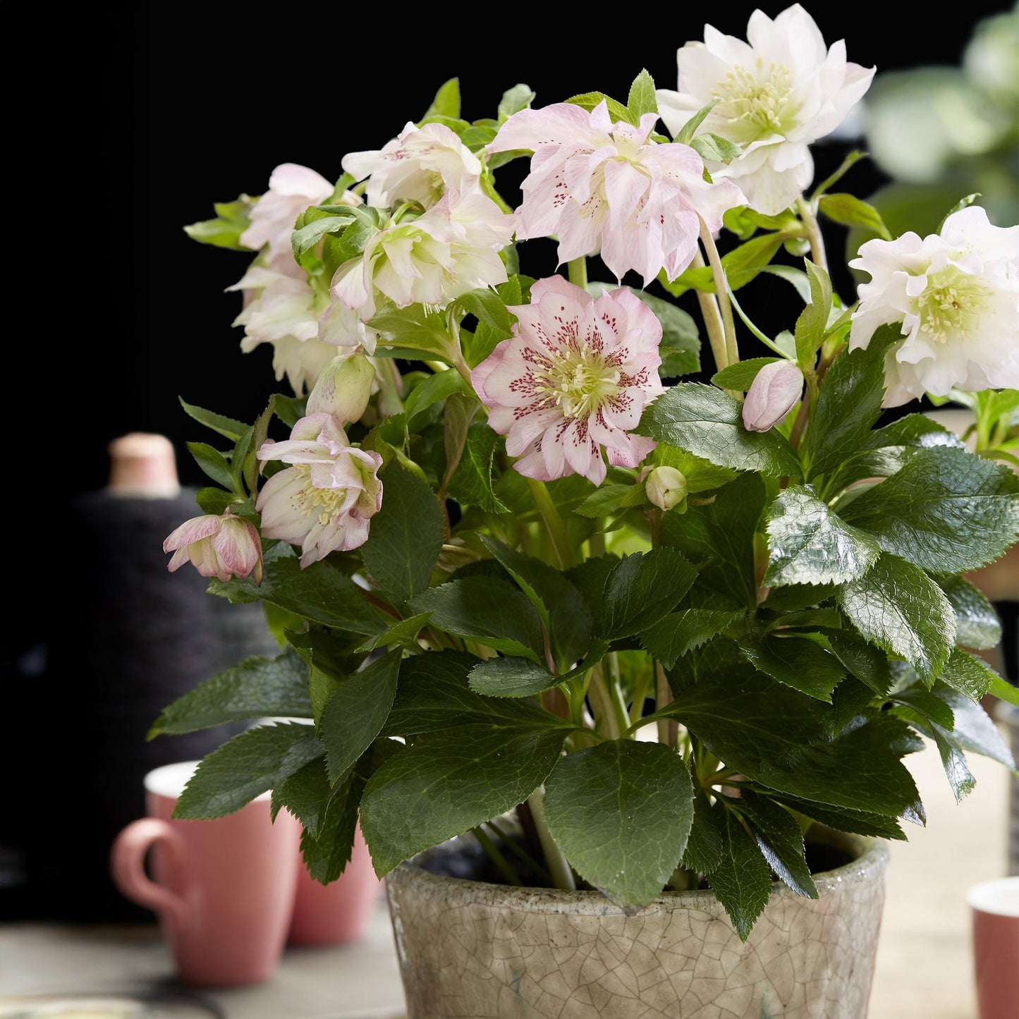 Green boutiQ - Tuinplant - Lenten Rose - Helleborus orientalis Double Ellen Pink - Roze Bloem -1 Plant - Groenblijvend - Pot 14cm Hoogte 35cm