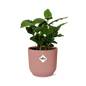 Coffea Arabica in ELHO Vibes Fold 14cm roze