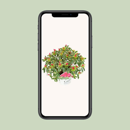 Rhododendron 'Bollywood' - Ø19cm - ↕30cm