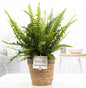 Nephrolepis Green Lady In P&PURE Basket - Ø12cm - ↕35cm